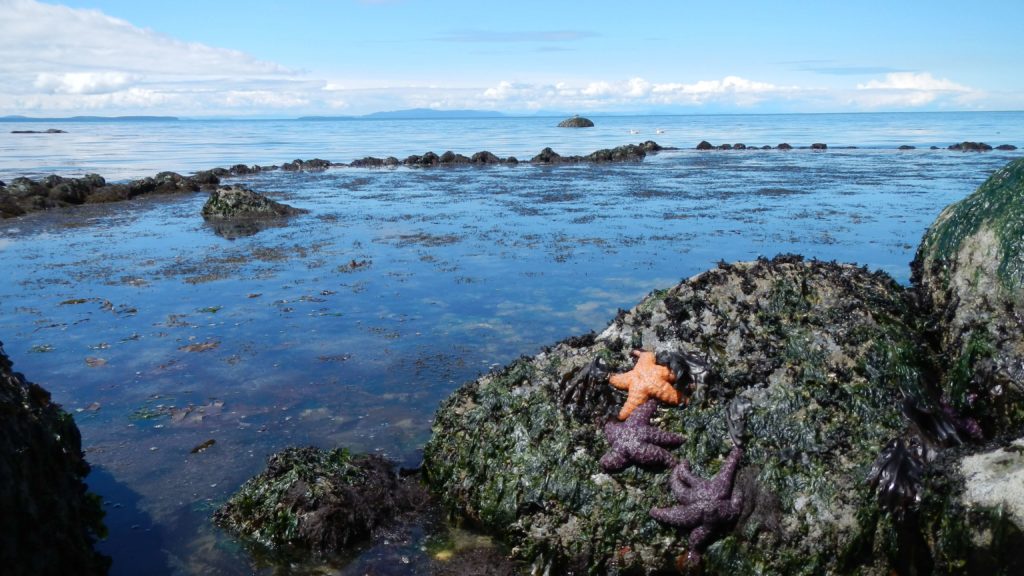 Orange sea star on a rock overlooking rocky tidal zone at Cherry Point Aquatic Reserve