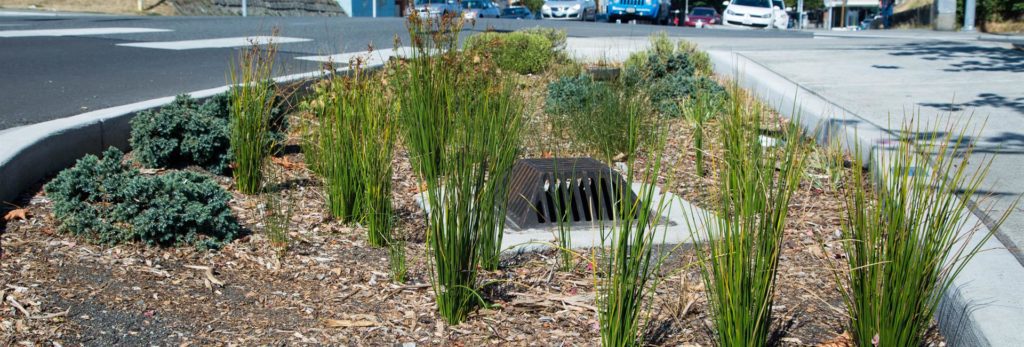 Stormwater drain with vegetation around it to help filter water