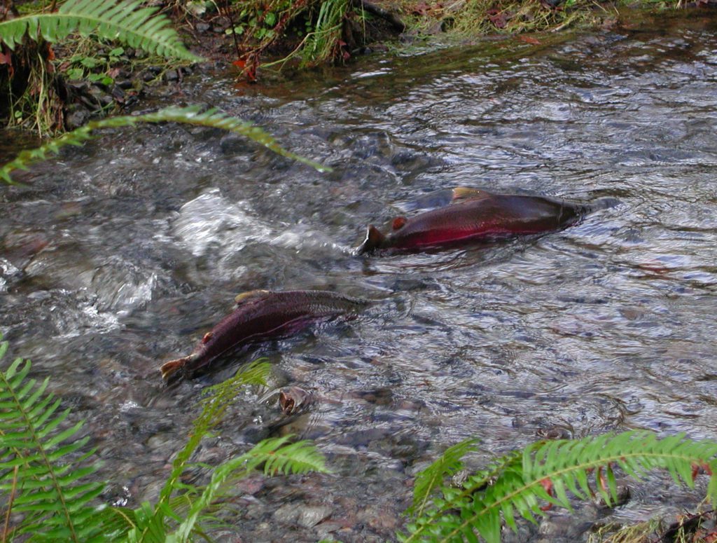 coho salmon swimming upstream