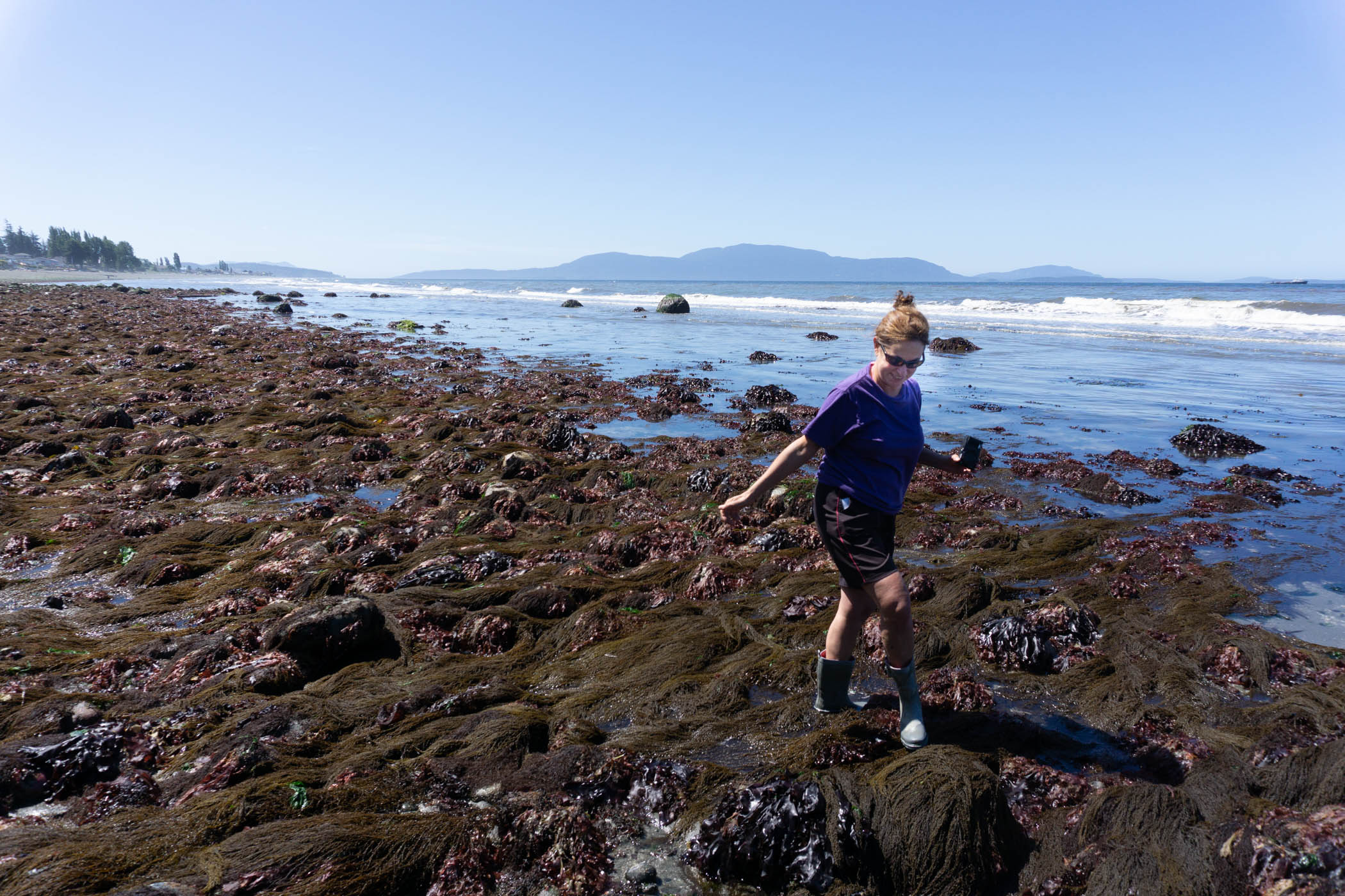 A beach steward volunteer walks along low tide