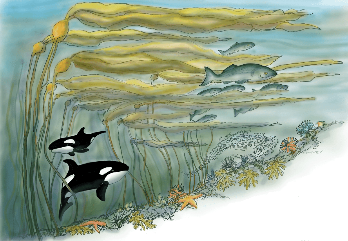 orcas salmon herring and kelp in the Salish Sea