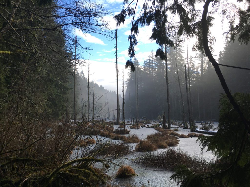 Beaver pond at Stimpson Nature Reserve, open space conserved in part with Conservation Future funds
