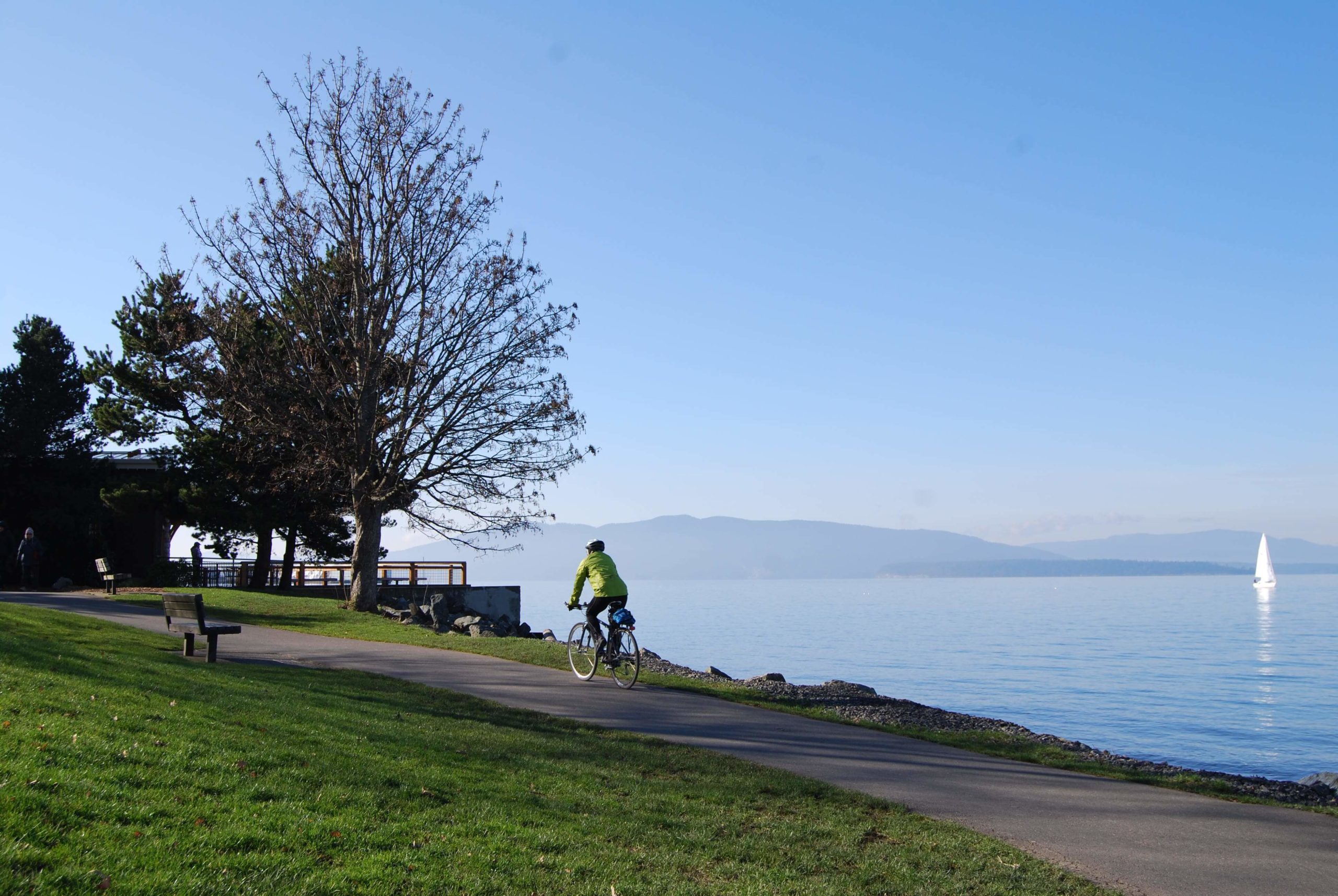 A biker rides along a path near the ocean, with a lawn and tall bare tree