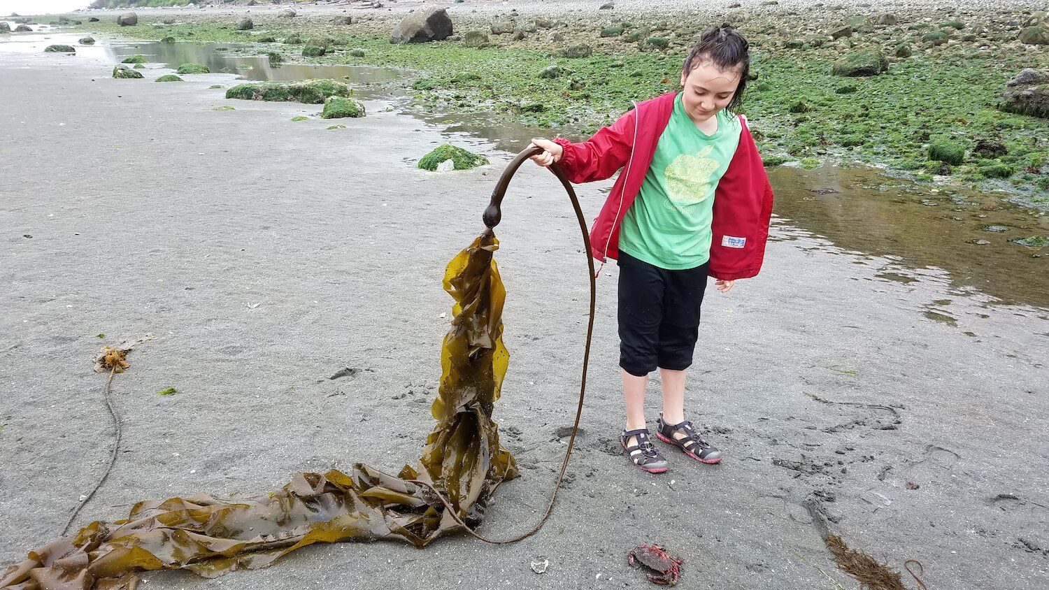 A child in a red sweater holds a long piece of bull kelp on a beach.