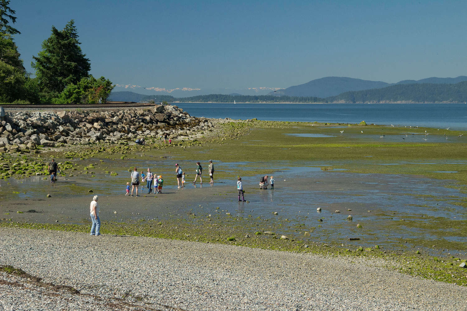 Marine Park beach at low tide, rocks and green algae exposed. A group of people are exploring the beach.