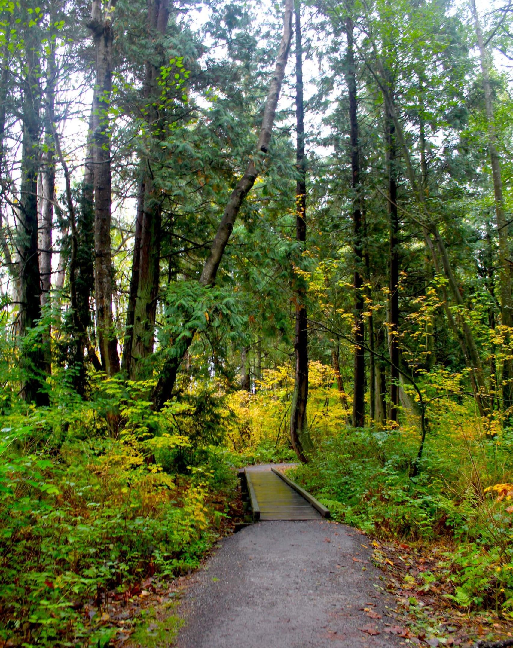 A forested trail with evergreens, a small wood footbridge, and green foliage.