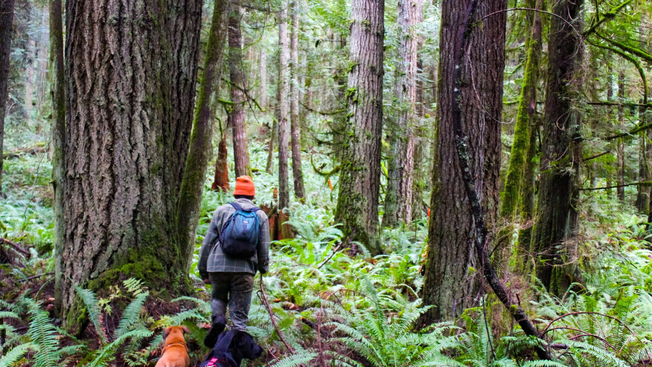 person hiking through an old doug-fir forest with two dogs trailing behind