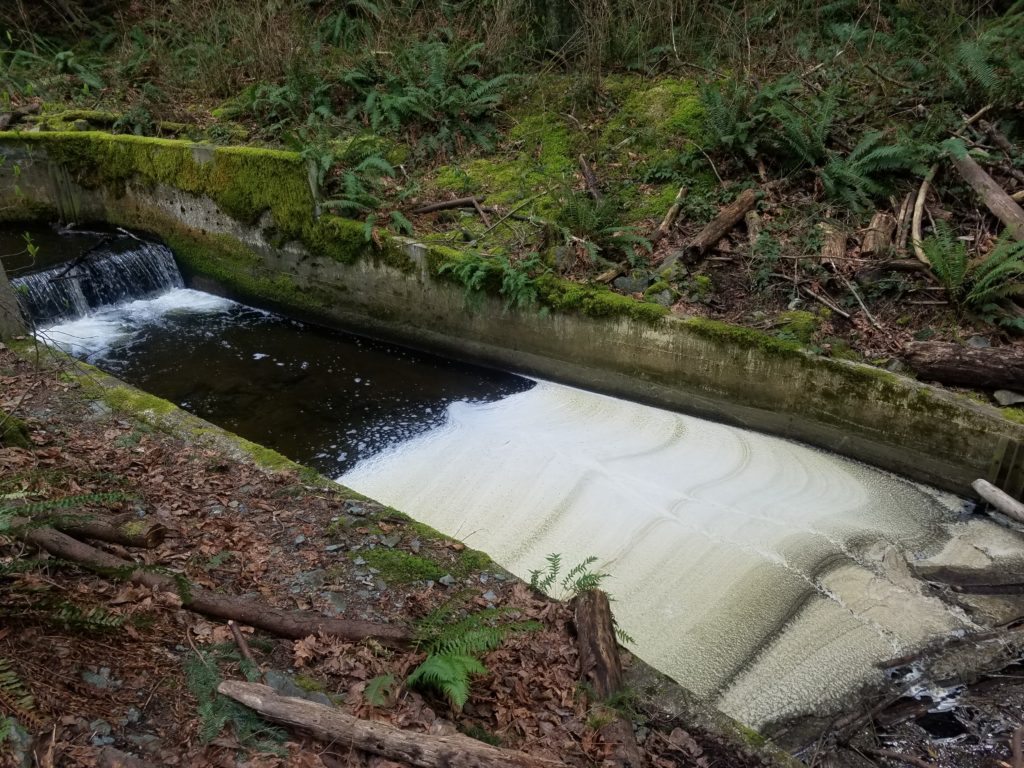 Lake Padden Foam 