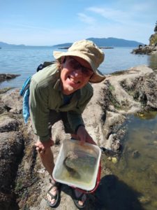Doug Stark, a man in a tan sunhat, relocating the midshipman fish in a plastic bucket