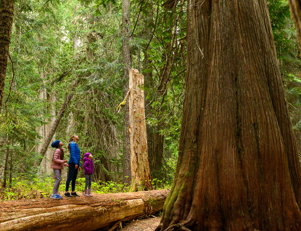 Family admiring the ancient cedar tree. Mother and children are enjoying beautiful nature. They are hiking in ancient forest.